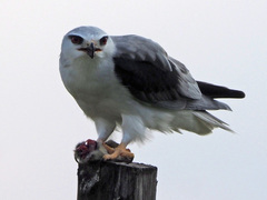 Elanus caeruleus caeruleus