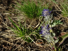 Veronica wyomingensis