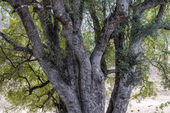 Xanthocercis zambesiaca