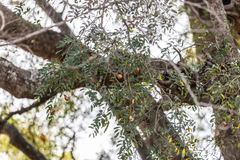 Xanthocercis zambesiaca