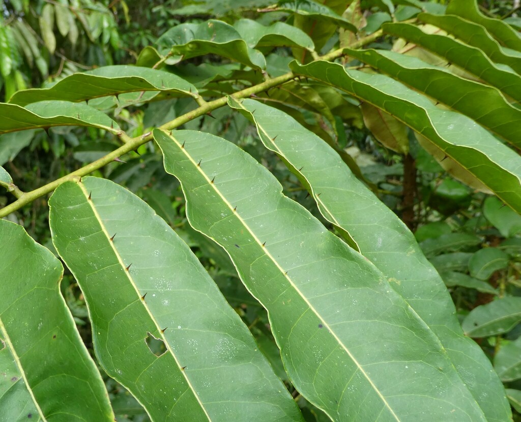 African Satinwood