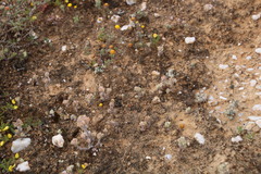 Lasiopogon