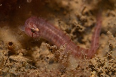 Pholis gunnellus