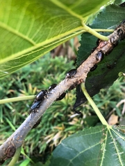 Antiteuchus tripterus