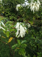 Mussaenda philippica