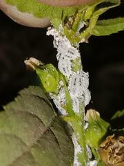 Phenacoccus solenopsis