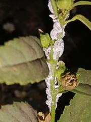 Phenacoccus solenopsis