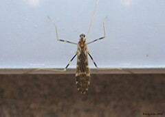 Erioptera caliptera
