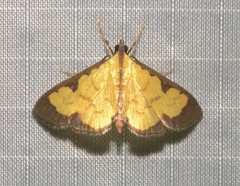 Goniorhynchus hampsoni