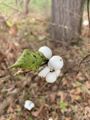 Symphoricarpos