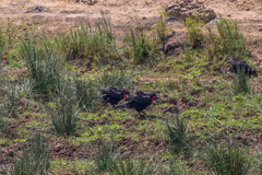 Bucorvus leadbeateri