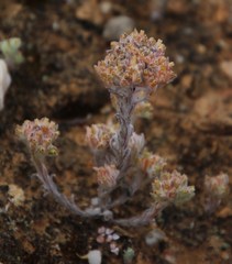 Lasiopogon