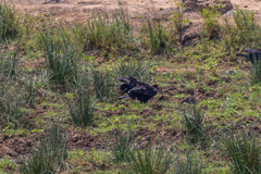 Bucorvus leadbeateri