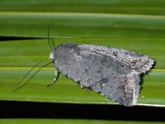 Caradrina rebeli