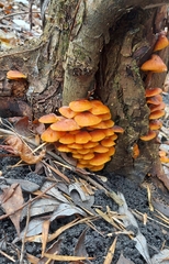 Flammulina