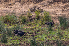 Bucorvus leadbeateri