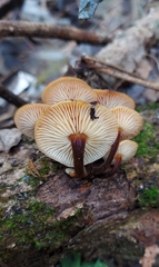 Flammulina