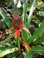 Ananas comosus