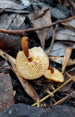 Flammulina
