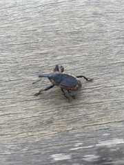 Homalinotus deplanatus
