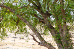 Xanthocercis zambesiaca