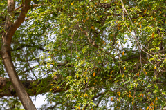 Xanthocercis zambesiaca