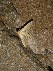 Sameodes cancellalis