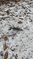 Anisomorpha buprestoides