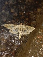 Sameodes cancellalis