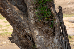 Xanthocercis zambesiaca