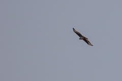 Aquila spilogaster