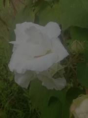 Hibiscus mutabilis