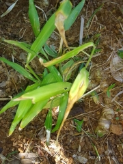 Zingiber officinale