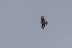 Aquila spilogaster