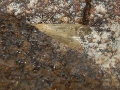 Aethaloptera sexpunctata