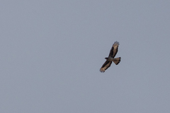 Aquila spilogaster