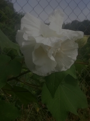 Hibiscus mutabilis