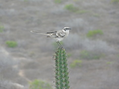 Mimus longicaudatus
