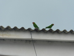 Psittacara erythrogenys