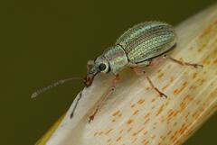 Entiminae