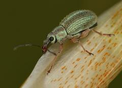 Entiminae