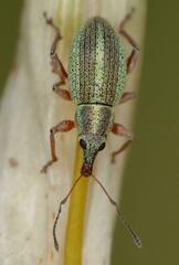 Entiminae