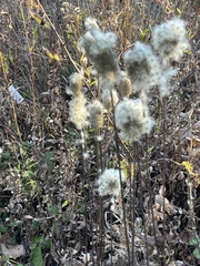 Anemone virginiana