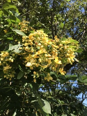 Cassia fistula