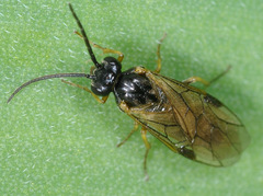 Nematinae
