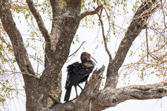 Bucorvus leadbeateri