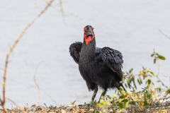 Bucorvus leadbeateri