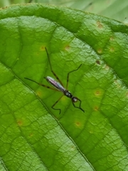 Micropeza corrigiolata