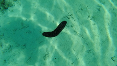 Holothuria atra image