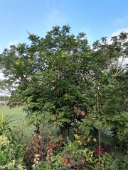 Spondias purpurea